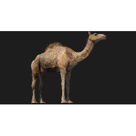 Camel (Rigged) (No fur) 3D model